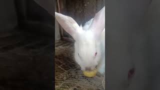 2 Weeks Pregnant Rabbit Eating Garden Egg❤️❤️ [upl. by Hairahs]