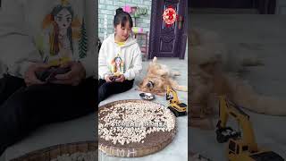 Cute Dog Gril 🐩🐩 moment videos 2022 🐕‍🐕 dogs ears Compilation 323 [upl. by Tray120]