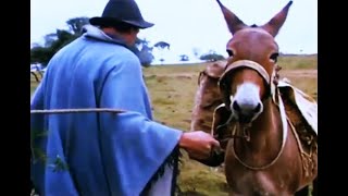 TROPEIROS  Documentário  origem formação função e seu legado [upl. by Llertnor]