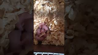 Newborn hamster babies 🥰 [upl. by Eehsar]