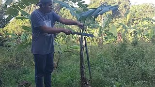 Banana Tree Planting [upl. by Ydissak221]