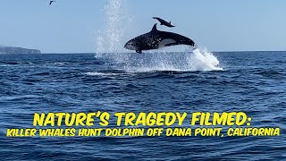 Natures Tragedy Filmed Killer Whales Hunt Dolphin off Dana Point California [upl. by Nnairb]