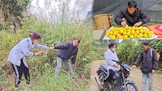 Single dad harvesting oranges to sell dating a nurse confiding and getting into a relationship [upl. by Engracia]