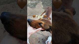 URGENTE Tyler Cerca Casa  Splendido Giovanotto In Lombardia shorts adotta dog love lombardia [upl. by Eleaffar]