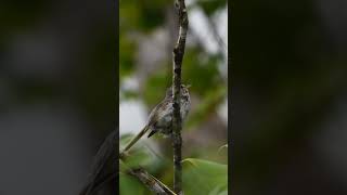 Japanese Bush Warbler Singing Pretty rare to see them usually only hearing japanesebirds [upl. by Muffin]