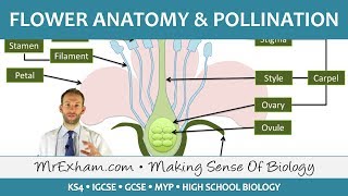 Plant reproduction  Flower anatomy and pollination  GCSE Biology 91 [upl. by Ailasor]