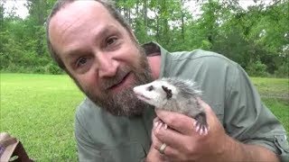 raising baby possums part 1 [upl. by Aramal]