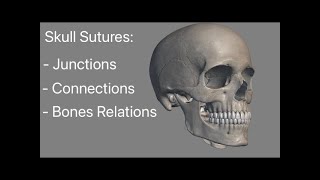 Skull suture 3D anatomy  Skull Sutures Bones  junctions and landmarks 2 [upl. by Furlani104]