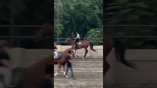 Horse trotting 13 Oct2024 trot horse riding rider sports athelete [upl. by Eecal]