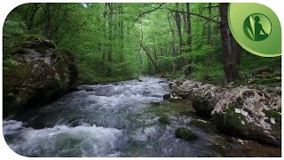 🌳 Sons da Natureza💧 Lei da Atração Prosperidade Felicidade e Paz Interior [upl. by Sirtaeb]