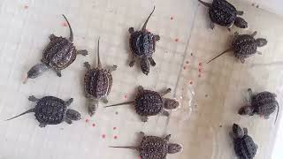 common snapping turtle babies eating pellets Reupload [upl. by Tirzah780]