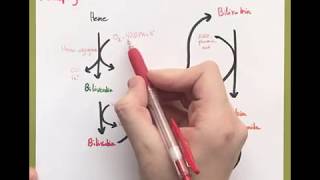 Formation of conjugated Bilirubin شرح [upl. by Inessa]