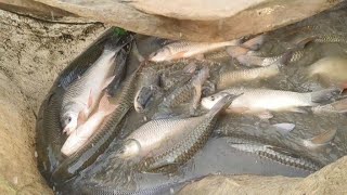 Village Net Fish Fishing big rohu fish 5kg fishing video Big katla fish catching with village pond [upl. by Tice241]