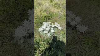 Flannel flowers Actinotus helianthi Crowdy Bay National Park potential ornamental species [upl. by Adyeren]