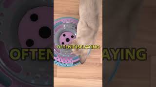 3 Most Clingy Cat Breeds shorts [upl. by Lunneta]