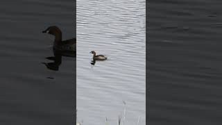 water Birds funny running waterbirds lake river wildlife ytshorts [upl. by Zaob911]