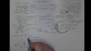 1002 Testis and epididymis [upl. by Waki]