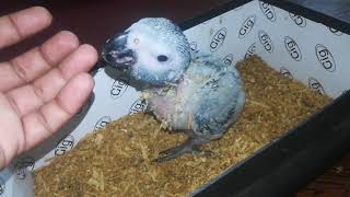 African grey parrot 1 month old chick [upl. by Fauch]