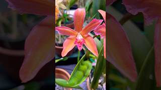 reels shortsvideo cattleya orchid flowers orchidshow plants nature [upl. by Rothwell913]