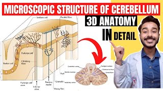 microscopic structure of cerebellum anatomy 3d  internal structure of cerebellum anatomy [upl. by Regdor]