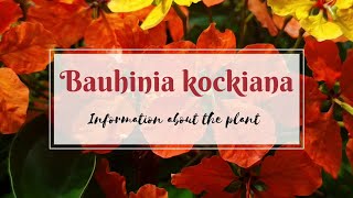 Bauhinia kockiana  Information about the plant [upl. by Nadirehs]