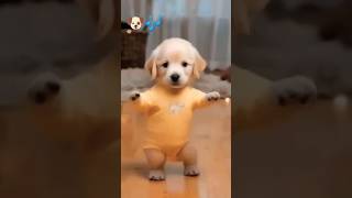 Dog dancing dog funny dancingdog [upl. by Alleira]