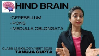 Ch21 Hind brain  Cerebellum  Central Nervous System  Class 12 BiologyNEET 2025 [upl. by Mcmahon71]