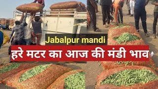 jabalpur matar Mandi all India loding jabalpur se 301124 no 8770461362 viralvideo [upl. by Lelia376]