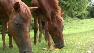 Wild Horse of Vieques Love to Eat Mangoes and Play on the Beach [upl. by Jannery463]