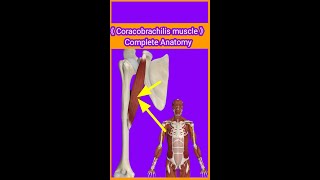 Coracobrachilis muscle OriginInsertionactionblood amp nervesupplykeyfeaturesamp relationradialnv [upl. by Lloyd]