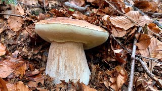 Funghi porcini fra rocce e canaloni Alpini 🌲🦅 [upl. by Nadeen]