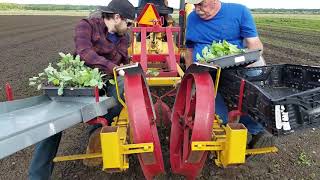 Transplanting 500 seedlings in 2 hours [upl. by Takashi]