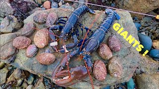 GIANT LOBSTER amp Abalone  Coastal Foraging  Catch amp Cook [upl. by Nelaf364]