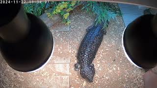 possibly gravid female shingleback skink [upl. by Yroffej85]