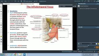 Anatomy of the Infratemporal Fossa  Dr Ahmed Farid [upl. by Eronel631]