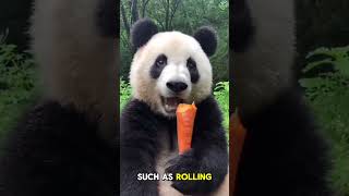 Why Do PANDAS Love BAMBOO Fun Panda Facts🐼🌱 shorts panda cuteanimals [upl. by Anaz332]