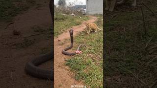 This Is Why Snakes Lose To Cats In Every Fight shorts [upl. by Kilmarx]