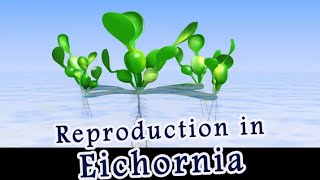 Eichornia giving birth pregnancyVegetative propagation [upl. by Hsenid801]