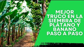 MEJOR TRUCO EN LA SIEMBRA DE PLÁTANO Y BANANO PASO A PASO [upl. by Aicad492]