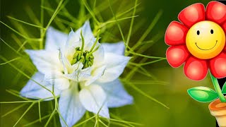 AMAZING FLOWERS of the World GARDEN Nigella damascena Arañuela flower 2023 [upl. by Kriss717]