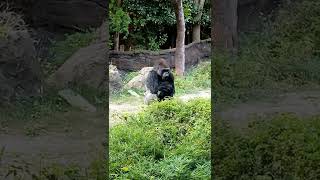 4 Bachelor gorillas beating chest compilation [upl. by Attenreb]