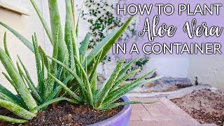 Steps to Planting Aloe Vera In Containers Plus The Mix to Use  Joy Us Garden [upl. by Philemol]