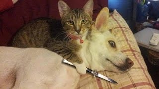 Funny Cats vs Dogs Compilation [upl. by Magulac]