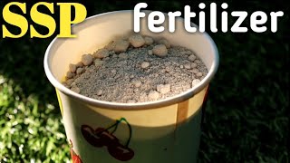 How to use SSP Single Super Phosphate fertilizer for Plants सिंगल सुपर फॉस्फेट [upl. by Ignaz151]