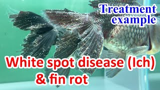 【Fish disease treatment example】White spot disease Ich and fin rot [upl. by Haldes575]