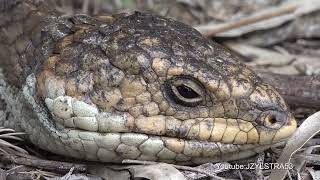 Bobtailed Lizard and Tiger Snake ilmed at Bibra Lake Western Australia [upl. by Ahseiyk]