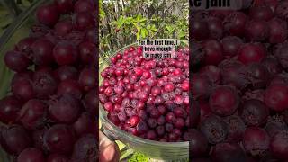 Harvesting Serviceberries [upl. by Reynolds]