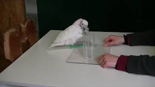 Clever Cockatoos Bend Hooks into Straight Wire to Fish for Food [upl. by Blumenthal]