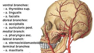 A Carotis externa Tashqi uyqu arteriyasi [upl. by Marijane]