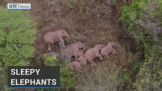 Trekking elephants take nap after 500km journey across China [upl. by Otrebile363]